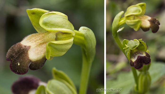 ����� (Ophrys sitiaca)
