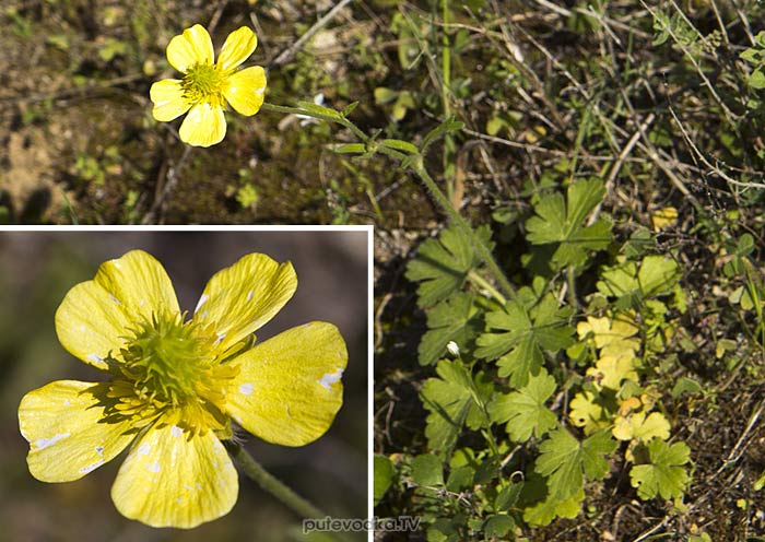 ����� �������� (Ranunculus creticus)