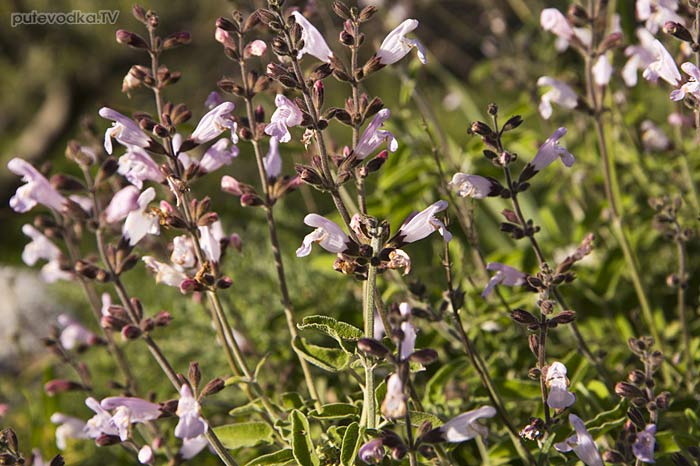 ������ ������������� (Salvia fruticosa)