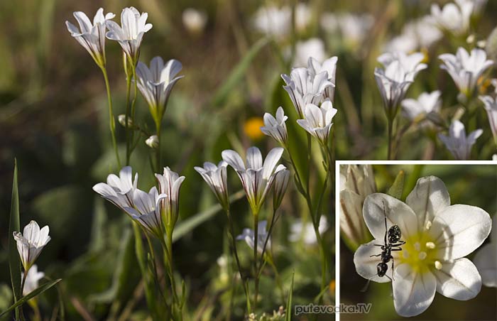 ������� ��� ��������� (Gagea graeca)