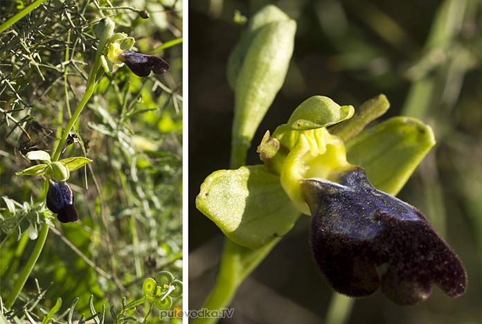 ����� ����� �������������� (Ophrys fusca ssp. iricolor)