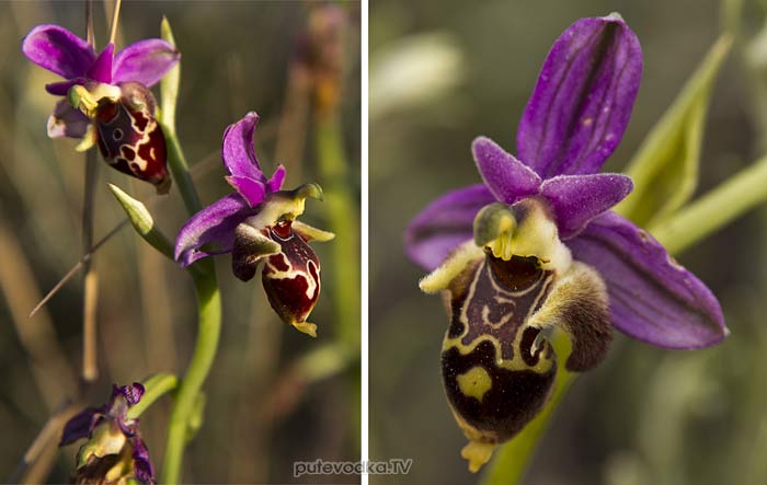����� ����������� (Ophrys oestrifera)