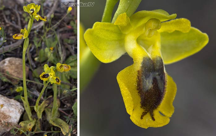 ����� ����� (Ophrys lutea)