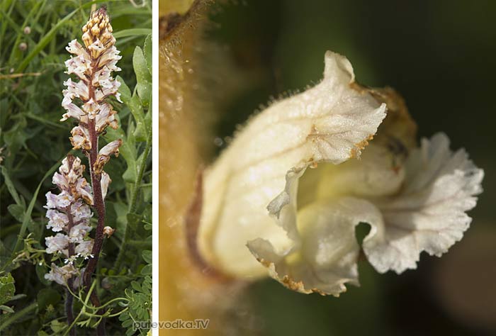 �������� ���������� (Orobanche crenata)