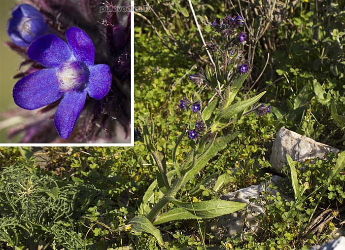 ������� ��������� (Anchusa azurea)