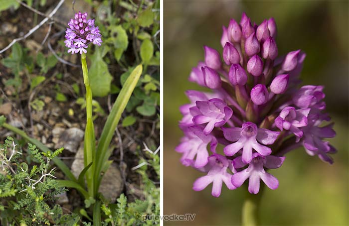 ���������� ������������� (Anacamptis pyramidalis)