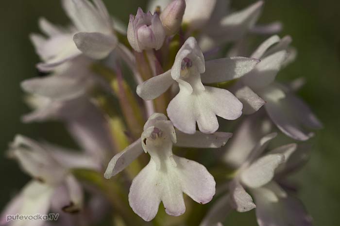 ���������� ������������� (Anacamptis pyramidalis)