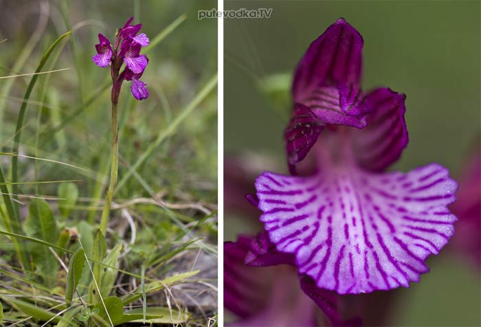 �������� ����������� (Anacamptis papilionacea)