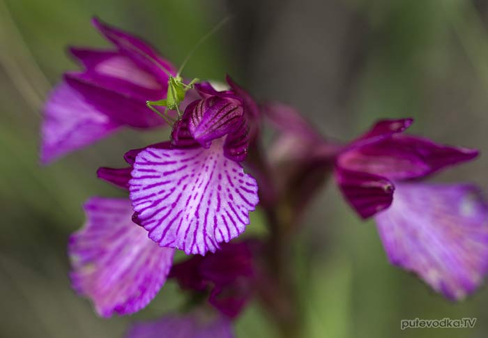 �������� ����������� (Anacamptis papilionacea)