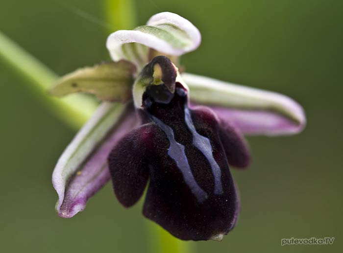 ����� ���������� (Ophrys mammosa)