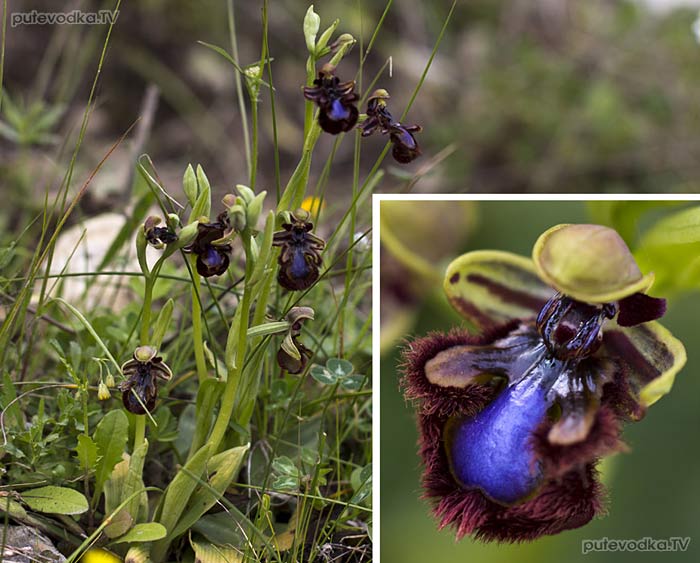 ����� ���������� (Ophrys speculum)