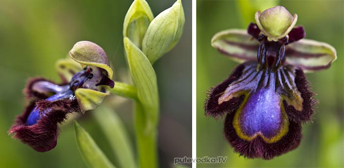 ����� ���������� (Ophrys speculum)