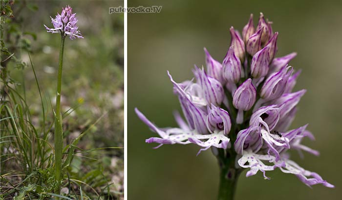 �������� ����������� (Orchis italica)