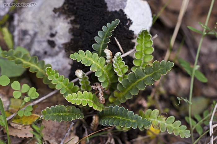 ��������� �������� (Ceterach officinarum)