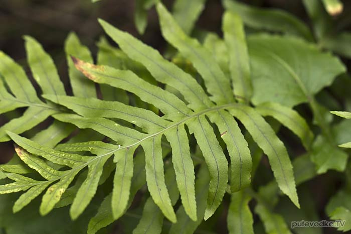 ���������� (Polypodium)