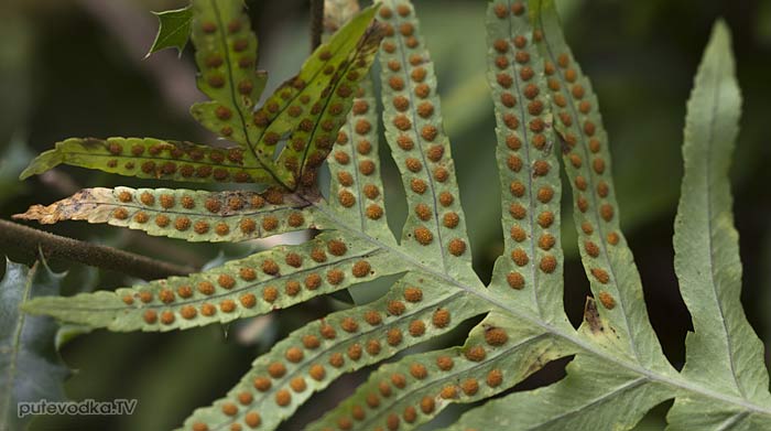���������� (Polypodium)