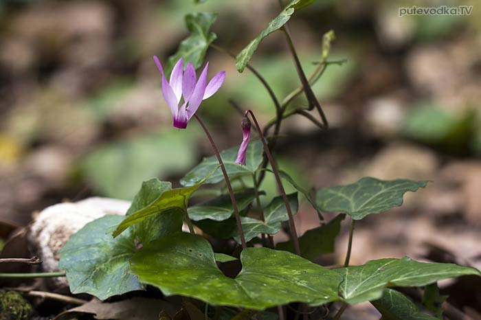 �������� ��������� (Cyclamen repandum ssp. peloponnesiacum)