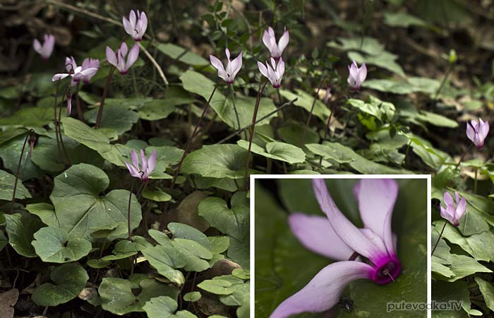 �������� ��������� (Cyclamen repandum ssp. peloponnesiacum)