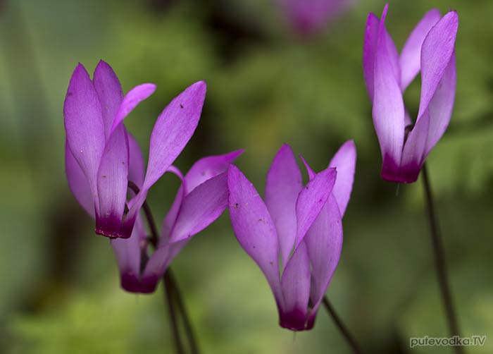 �������� ��������� (Cyclamen repandum ssp. peloponnesiacum)