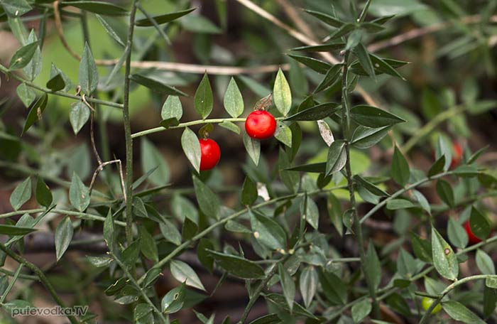 ������ ������� (Ruscus aculeatus)