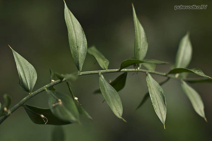 ������ ������� (Ruscus aculeatus)