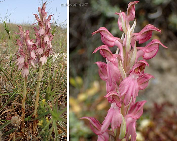 ���������� ��������� (Anacamptis sancta)