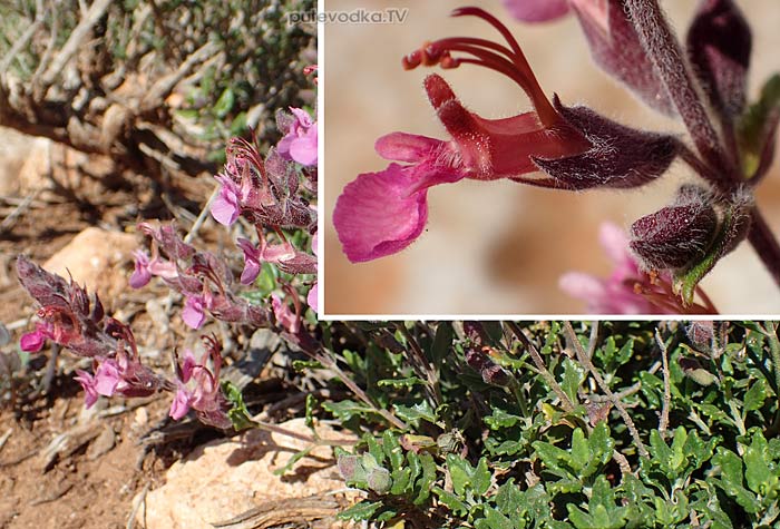 ��������� ������������� (Teucrium divaricatum)