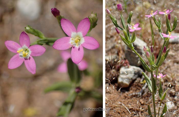 �������������� �������� (Centaurium pulchellum)