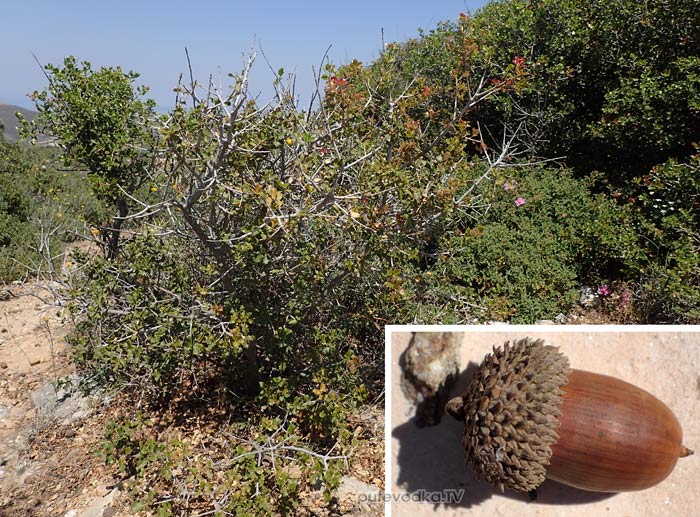 ��� ������������ (Quercus coccifera)