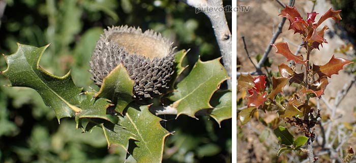 ��� ������������ (Quercus coccifera)