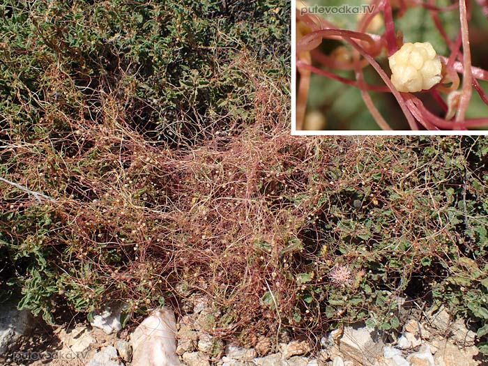 �������� ������������ (Cuscuta palaestina)