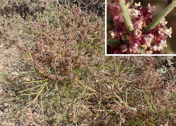 �������� ���������� (Cuscuta epithymum)
