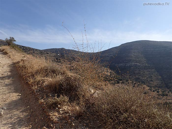 ��������� ���������� (Chondrilla juncea)