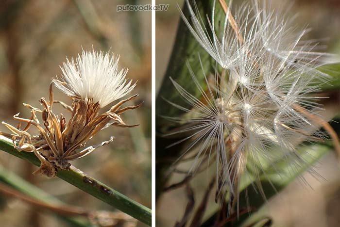 ��������� ���������� (Chondrilla juncea)