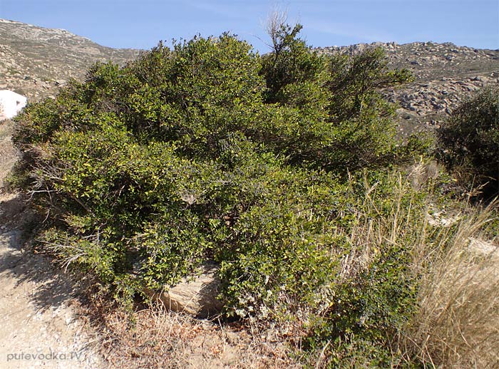 ���� ������������ (Myrtus communis)