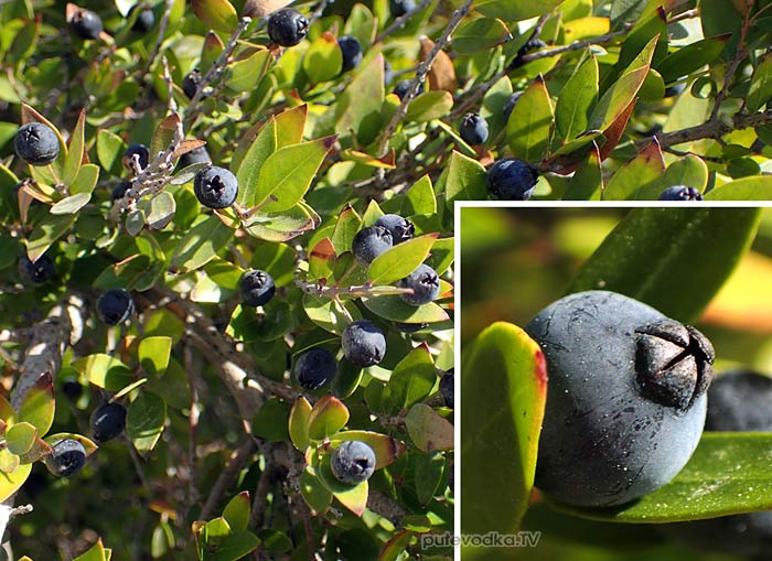 ���� ������������ (Myrtus communis)