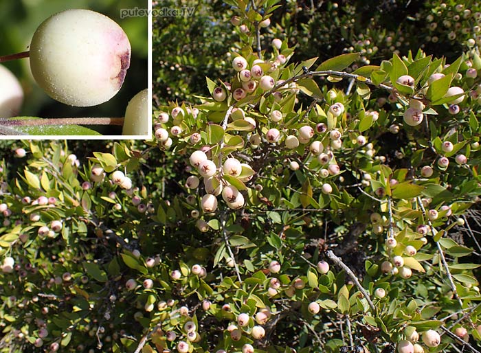 ���� ������������ ����������� (Myrtus communis var. leucocarpa)