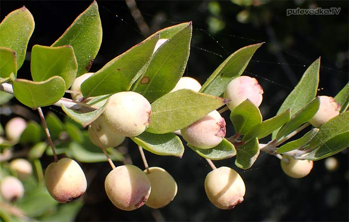 ���� ������������ ����������� (Myrtus communis var. leucocarpa)