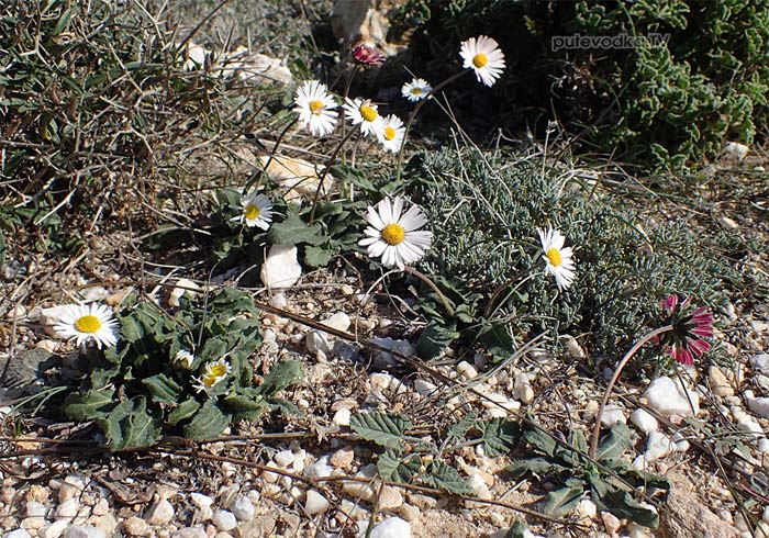 ���������� ������ (Bellis sylvestris)