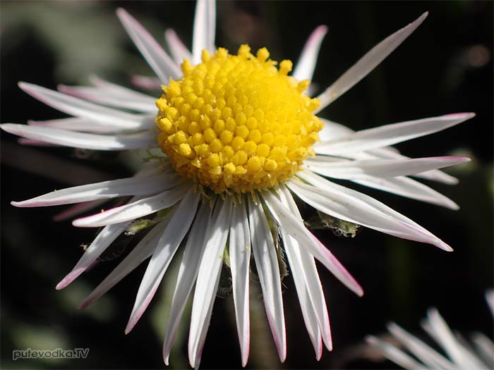 ���������� ������ (Bellis sylvestris)