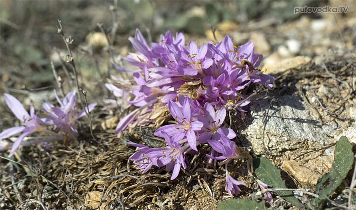 ������������ (Colchicum)