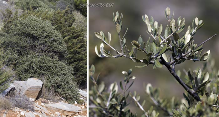 ������� ������ (Olea europaea var. sylvestris)