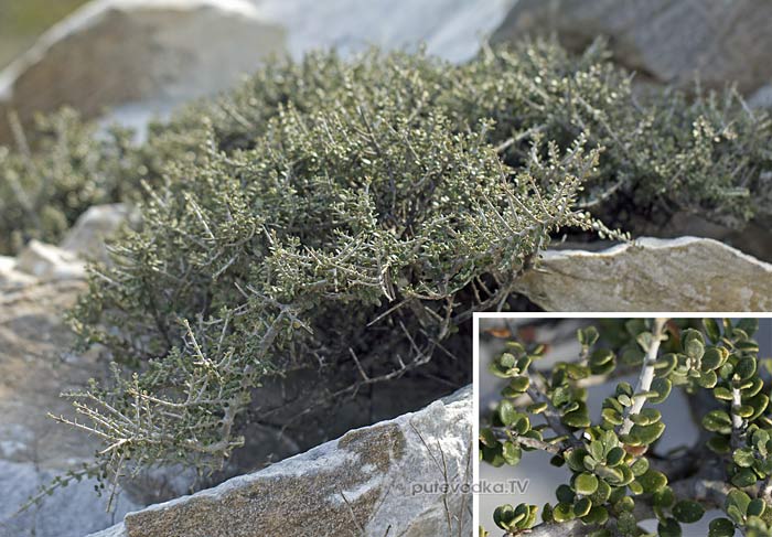 ������� ������ (Olea europaea var. sylvestris)