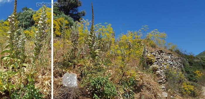 ����� ������� (Acanthus spinosus)
