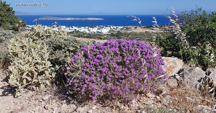 ������ ���������� (Thymbra capitata)