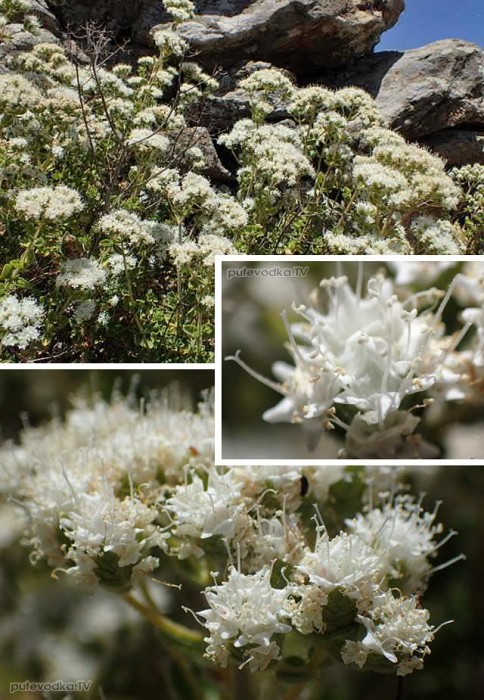 ������� �������� ��� ������ �������� (Origanum onites)