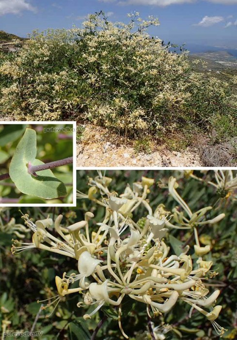 ��������� ��������� (Lonicera etrusca)