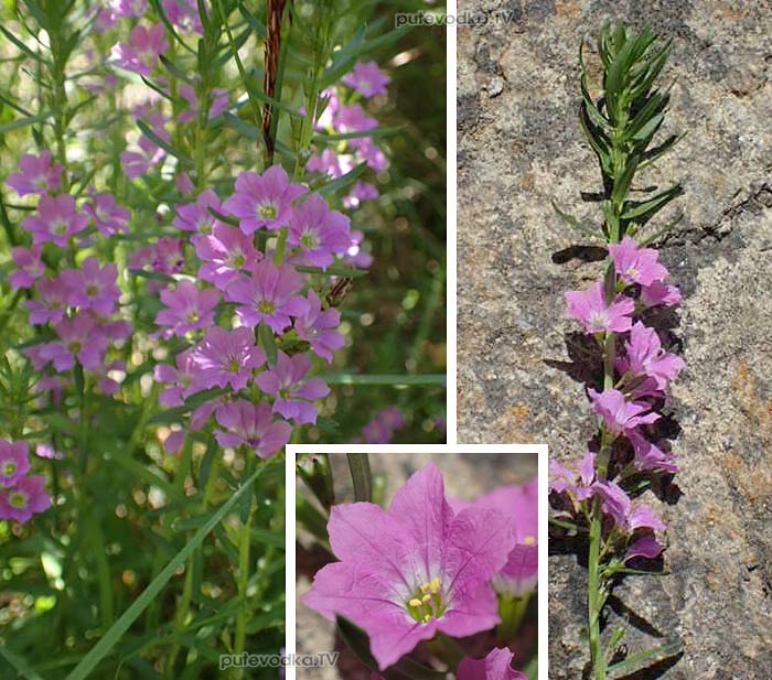 ��������� ���������� (Lythrum junceum)