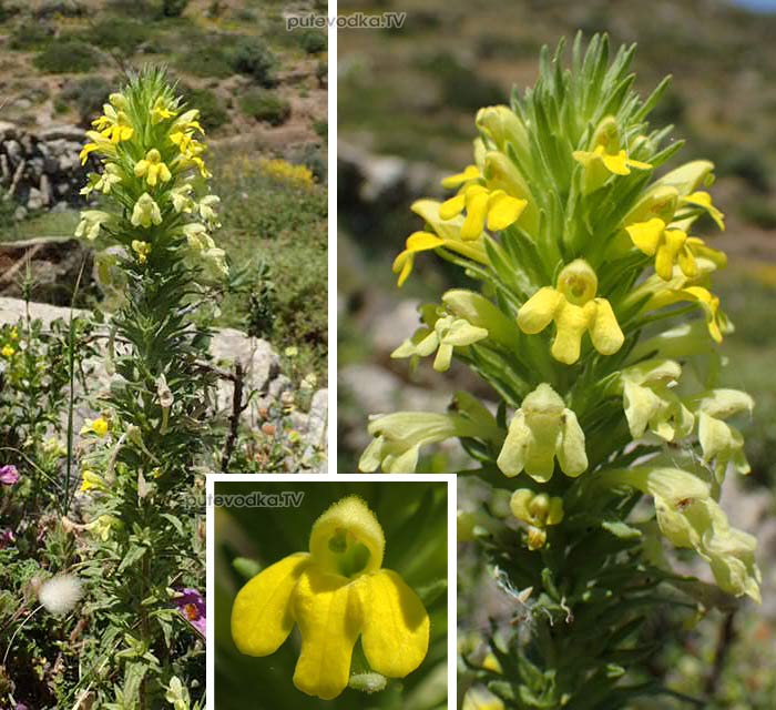 ������������� ������� (Parentucellia viscosa)