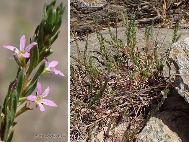 ��������� ������������� (Lythrum hyssopifolia)